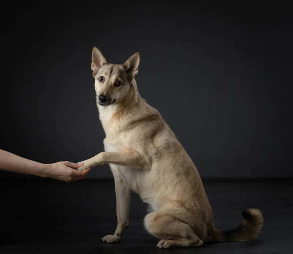 Köpek pençesini insana verir. Stüdyoda siyah üzerine sevimli bir hayvan — Stok fotoğraf