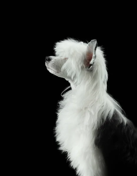 Pes na tmavém pozadí. roztomilé čínské chocholaté štěně. — Stock fotografie