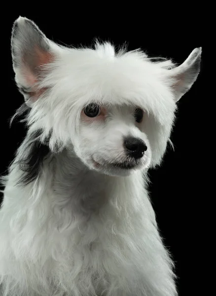 Kutya sötét háttérrel. aranyos kínai Crested kiskutya. — Stock Fotó