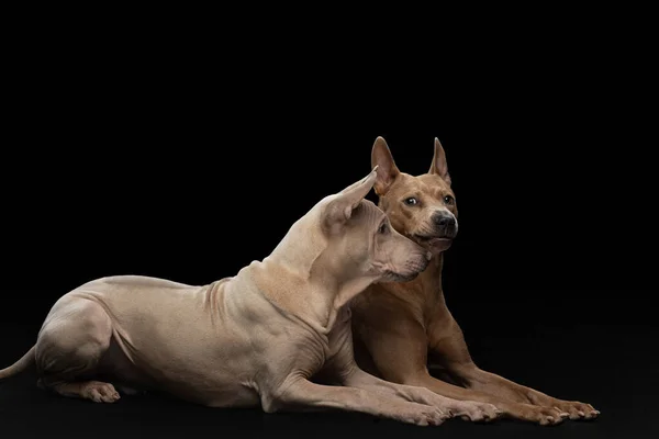 Deux chiens sur fond noir. Chiot à dos d'cheval thaïlandais et chien adulte — Photo