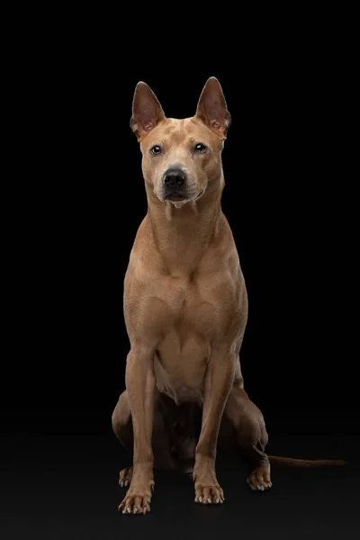 Hund auf schwarzem Hintergrund. Thai ridgeback im studio — Stockfoto