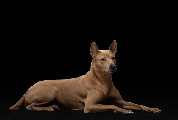 Hund auf schwarzem Hintergrund. Thai ridgeback im studio — Stockfoto