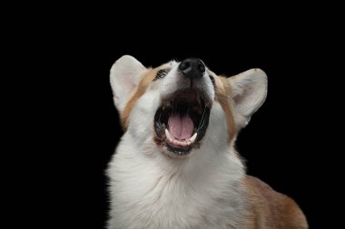 Siyah arka planda Galli Corgi Pembroke. Stüdyoda bir köpeğin komik portresi.