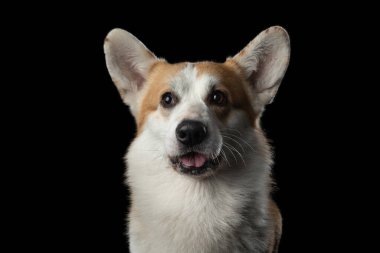 Siyah arka planda Galli Corgi Pembroke. Stüdyoda bir köpeğin komik portresi.