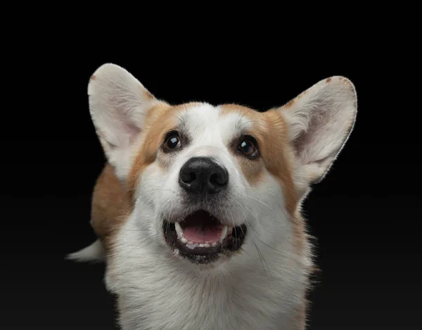 Galés corgi pembroke sobre fondo negro. Retrato divertido de un perro en el estudio — Foto de Stock