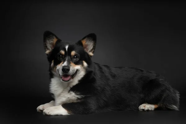 Tricolor galés corgi pembroke sobre fondo negro. retrato de un perro en el estudio —  Fotos de Stock