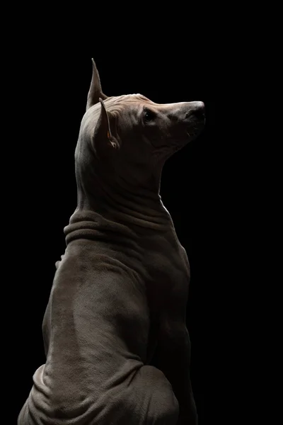 Perro sobre un fondo negro. Tailandés ridgeback en estudio — Foto de Stock