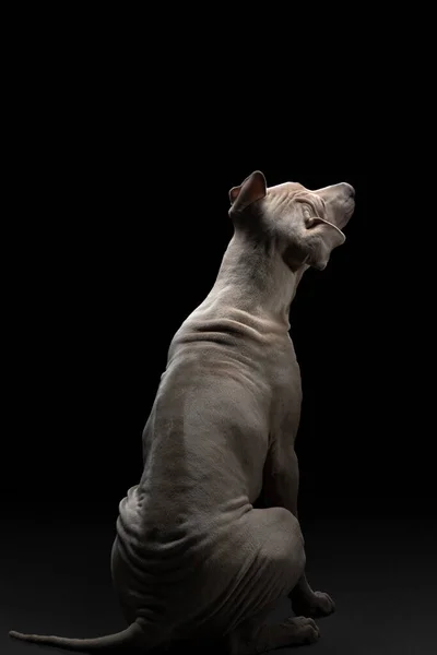 Hund auf schwarzem Hintergrund. Thai ridgeback im studio — Stockfoto