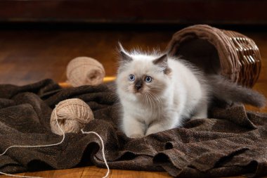 Ekoseli kedi yavrusu. İki Renkli Bez Bebek Kedisi