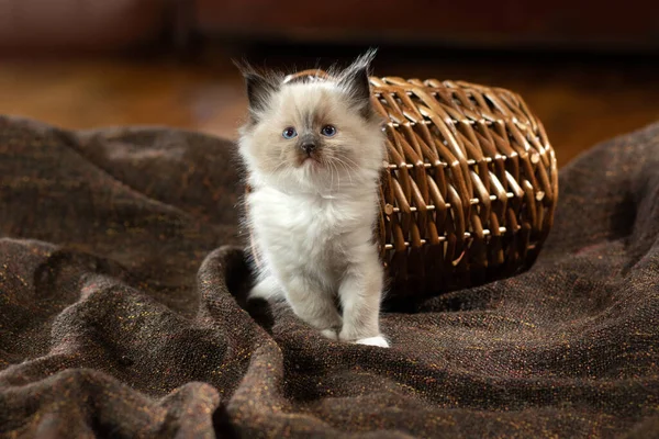 Gatito en marrón en una tela a cuadros. Bicolor trapo muñeca gato — Foto de Stock