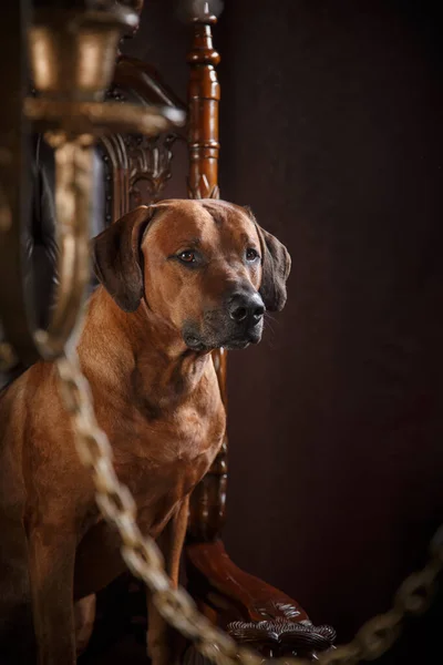 Potret anjing dengan latar belakang emas. Ridgeback di interior — Stok Foto