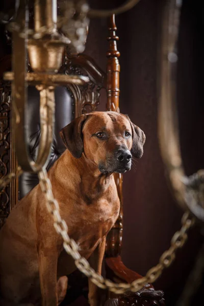 Portrait of a dog on a gold background. Ridgeback in the interior — Stock Photo, Image