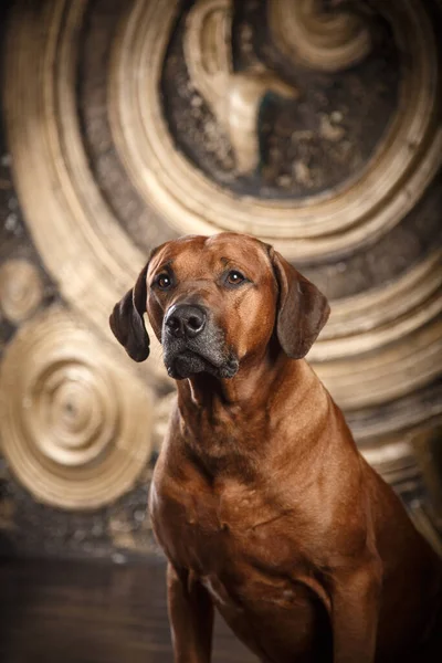 Retrato de um cão sobre um fundo dourado. Ridgeback no interior — Fotografia de Stock