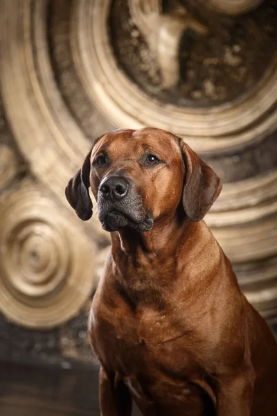 Ritratto di un cane su sfondo oro. Ridgeback all'interno — Foto Stock