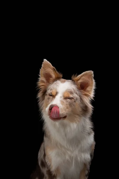 Gränscollie roligt porträtt. hund i studio på svart bakgrund — Stockfoto