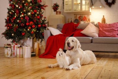 Noel 'de evde iki köpek. Golden Retriever ve Maltese fino köpeği