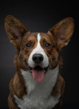 Siyah arka planda Galli Corgi hırkası. Stüdyoda bir köpeğin komik portresi.