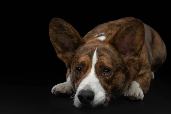 Walisische Corgi Strickjacke auf schwarzem Hintergrund. Lustiges Porträt eines Hundes im Studio — Stockfoto