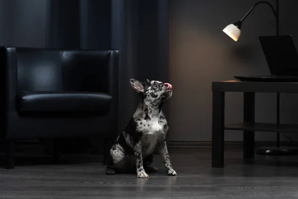 Bulldog francese all'interno. Cucciolo di raro colore marmo. Pet in ufficio su una sedia — Foto Stock