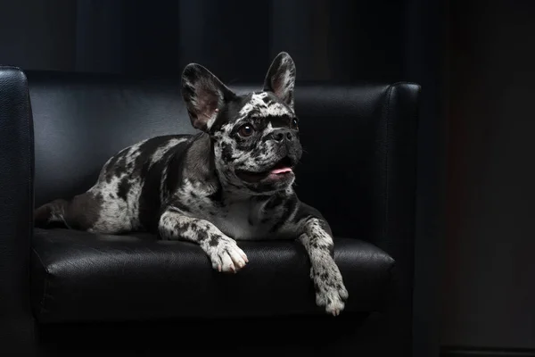 Bulldog francés en el interior. Cachorro de color mármol raro. Mascota en la oficina en una silla —  Fotos de Stock