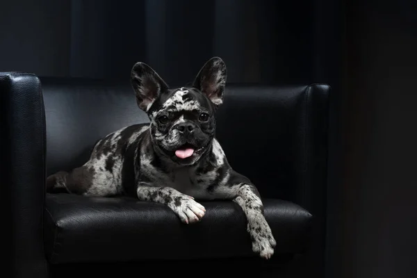 Francia bulldog a belsejében. Ritka márványszínű kiskutya. Kisállat az irodában egy széken — Stock Fotó