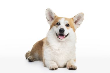 Beyaz arka planda ağzı açık bir köpek eti corgi.. 