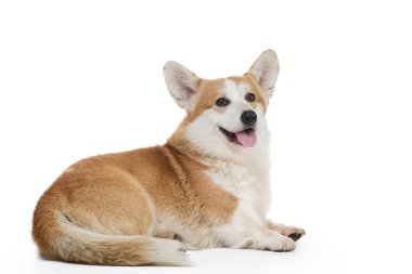 Beyaz arka planda ağzı açık bir köpek eti corgi.. 