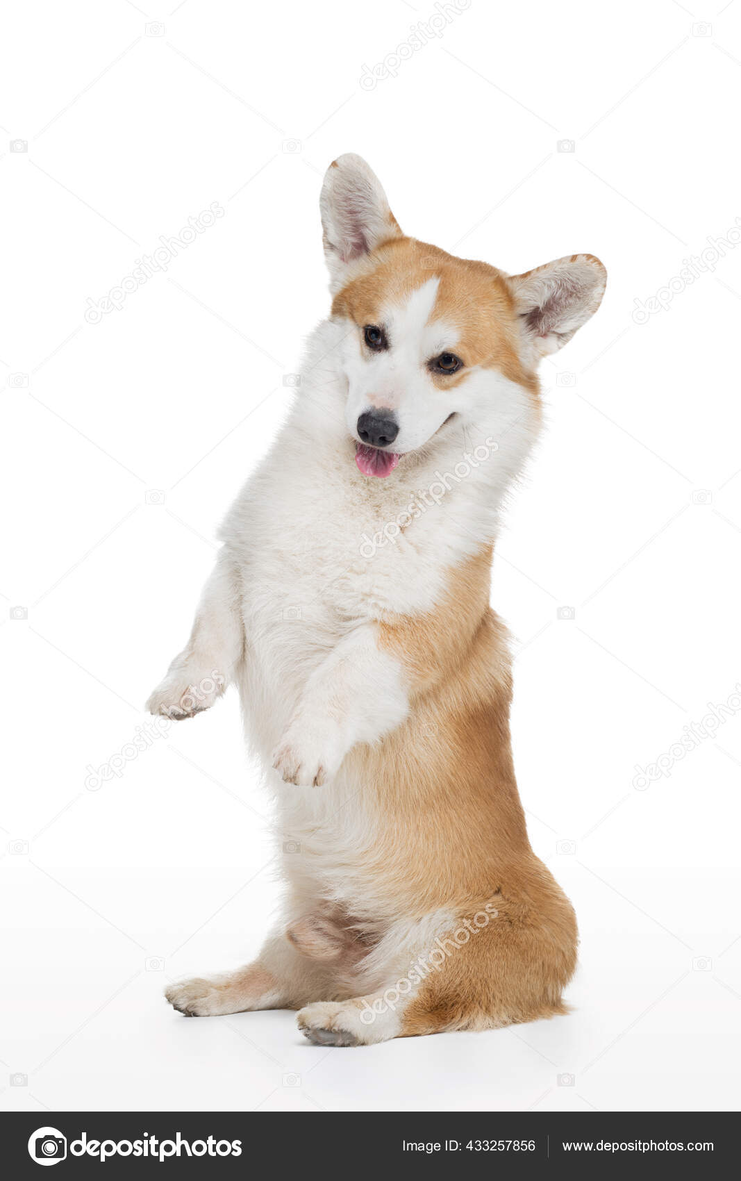 白い背景のコーギー犬が後ろ足に立っています ストック写真 C Averyanova 白い背景のコーギー犬が後ろ足に立っています ストック写真 C Averyanova