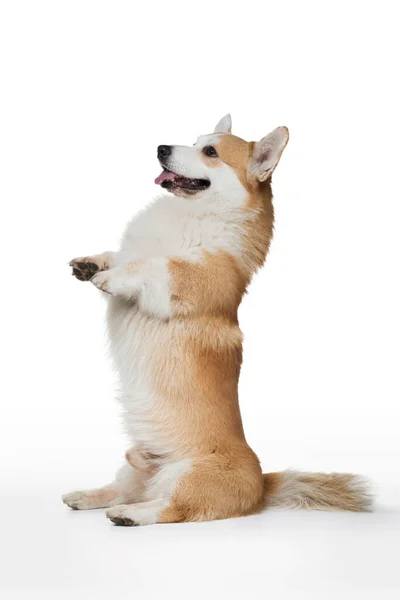 Galês corgi cão em um fundo branco fica em suas patas traseiras. — Fotografia de Stock