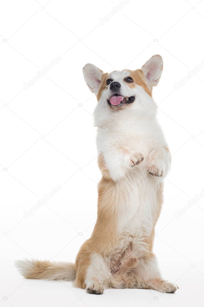 welsh corgi dog on a white background stands on its hind legs. 
