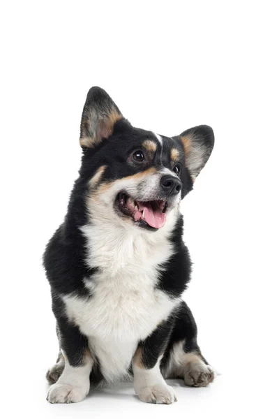 Dog welsh corgi pembroke with open mouth on a white background. — Stock Photo, Image