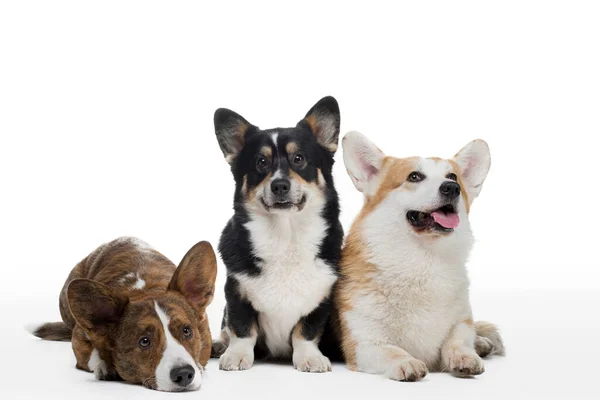 Three dogs on a white background. Different colors of welsh corgi pembroke and cardigan together. — Stock fotografie