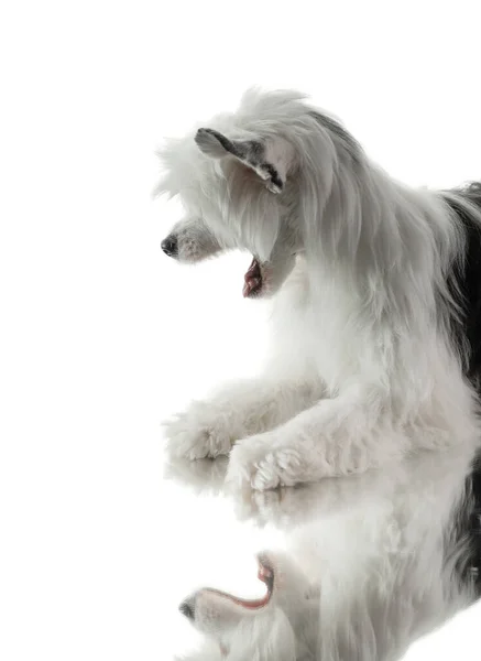 Cão em um em um fundo branco. filhote de cachorro bonito chinês Crested. — Fotografia de Stock