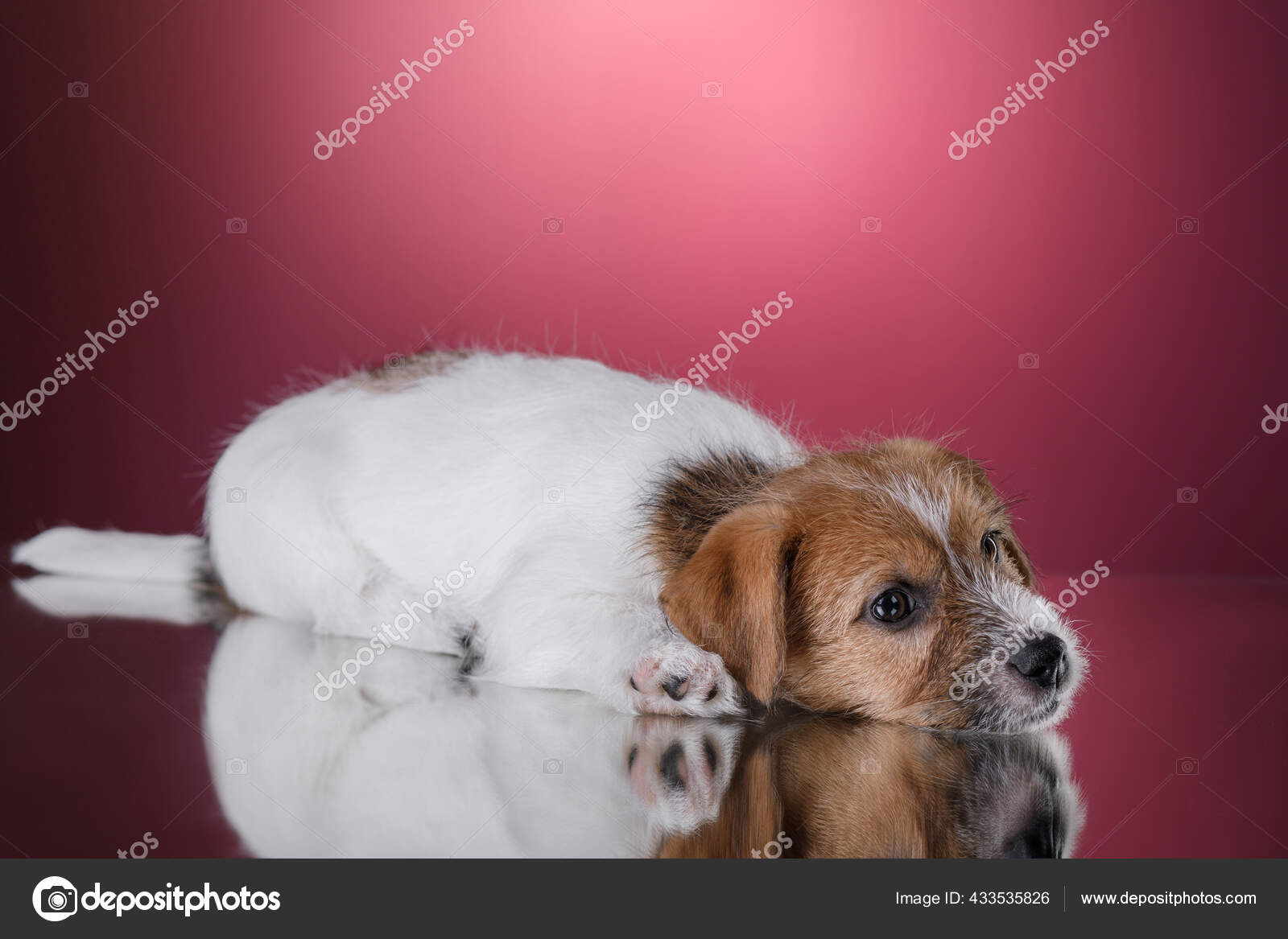 ピンクの背景に犬 ジャック ラッセル テリア 子犬 ストック写真 C Averyanova