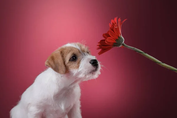 Hond op een roze achtergrond. Jack Russell terriër puppy, — Stockfoto