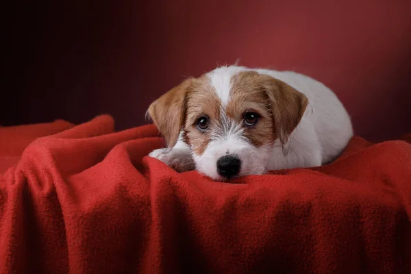 Hond op een roze achtergrond. Jack Russell terriër puppy, — Stockfoto