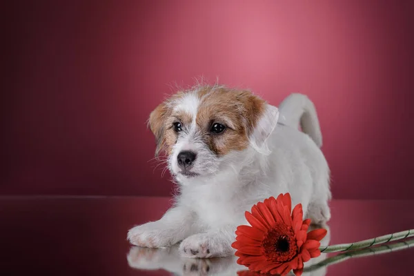 Cão em um fundo rosa. Jack Russell terrier cachorrinho, — Fotografia de Stock