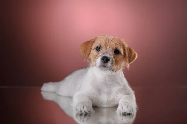 ピンクの背景に犬。ジャック・ラッセル・テリア・子犬, — ストック写真