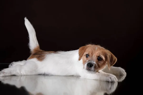 Dog on a on a dark background. jack russell terrier puppy, — Stockfoto