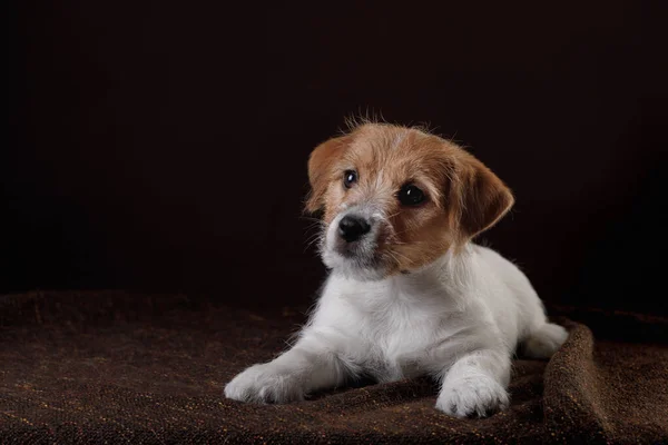 Pies na ciemnym tle. szczeniak Jack Russell Terrier, — Zdjęcie stockowe