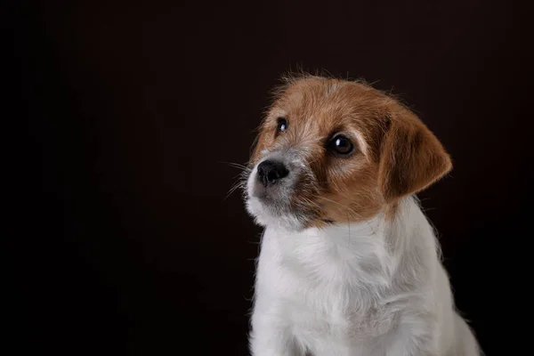 Dog on a on a dark background. jack russell terrier puppy, — Stock Photo, Image