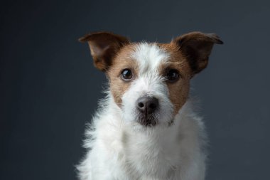 Gri arka planda kırmızı bir köpek portresi. Jack Russell Teriyeri