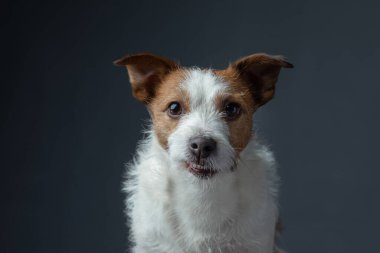 Gri arka planda kırmızı bir köpek portresi. Jack Russell Teriyeri