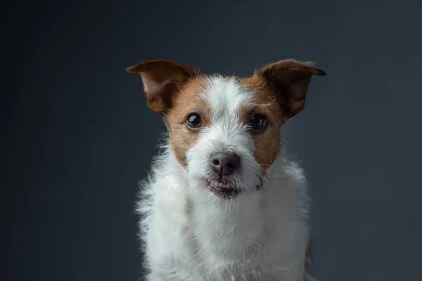 Portrait red dog on a gray background. Jack Russell Terrier — Stockfoto