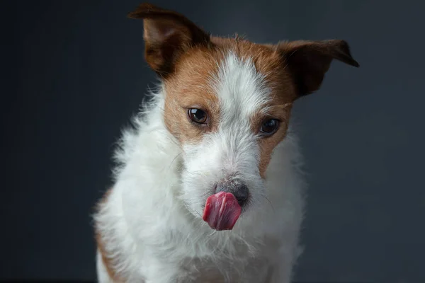 Portret czerwonego psa na szarym tle. Jack Russell Terrier Przewodniczący — Zdjęcie stockowe