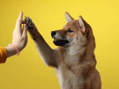 Komik kuçu kuçu kuçu pençesi veriyor. Shiba Inu köpekleri sarı arka planda.