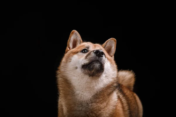 Pies na czarnym tle. Furry Shiba Inu w studio — Zdjęcie stockowe