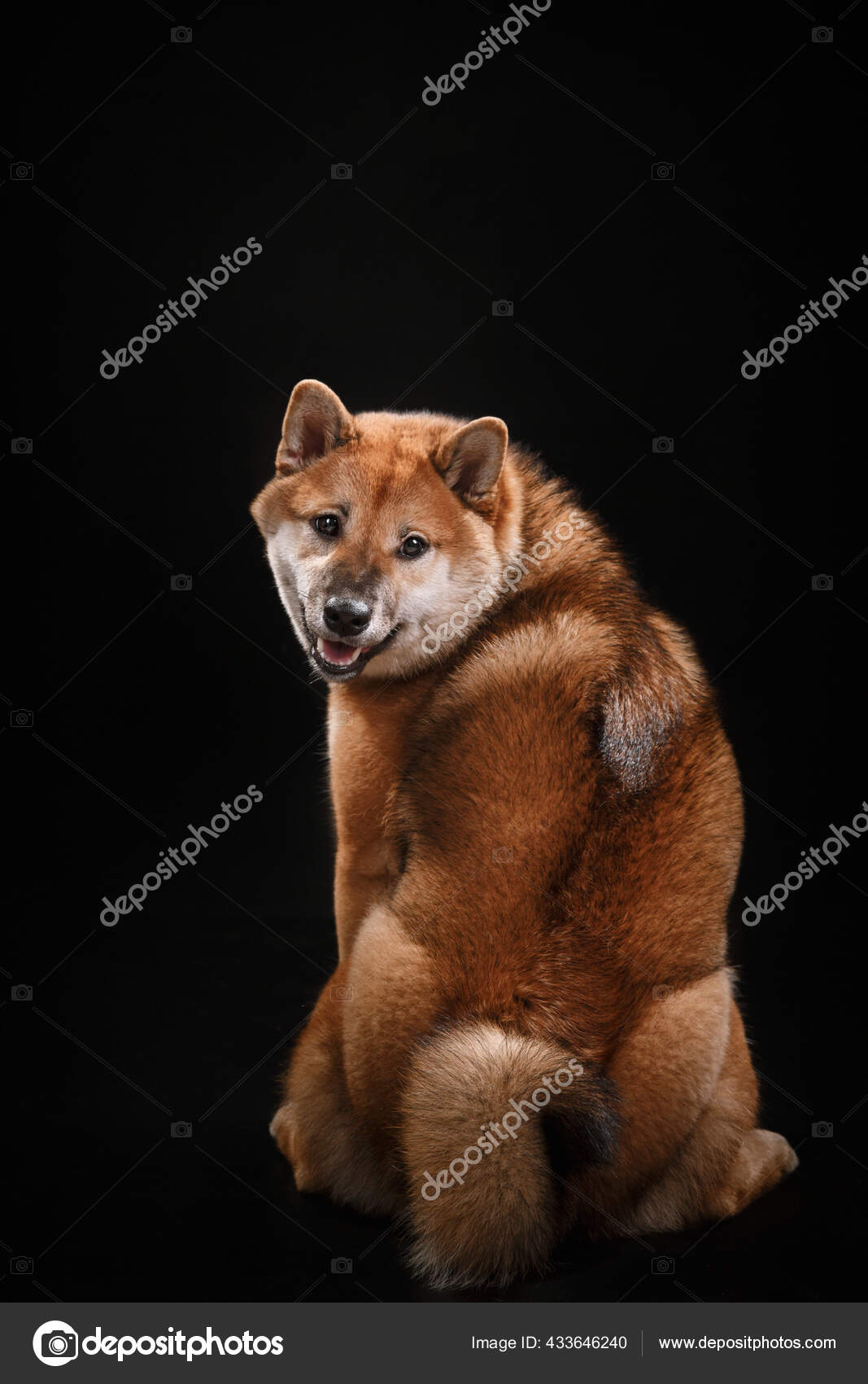 黒の背景に犬 スタジオでの毛皮の柴犬 ストック写真 C Averyanova 黒の背景に犬 スタジオでの毛皮の柴犬 ストック写真 C Averyanova