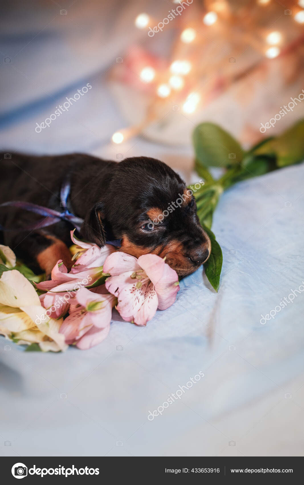 花と布を持つ新生児子犬 かわいい犬 ストック写真 C Averyanova 花と布を持つ新生児子犬 かわいい犬 ストック写真 C Averyanova