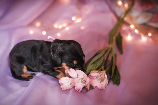 花と布を持つ新生児子犬。かわいい犬 — ストック写真